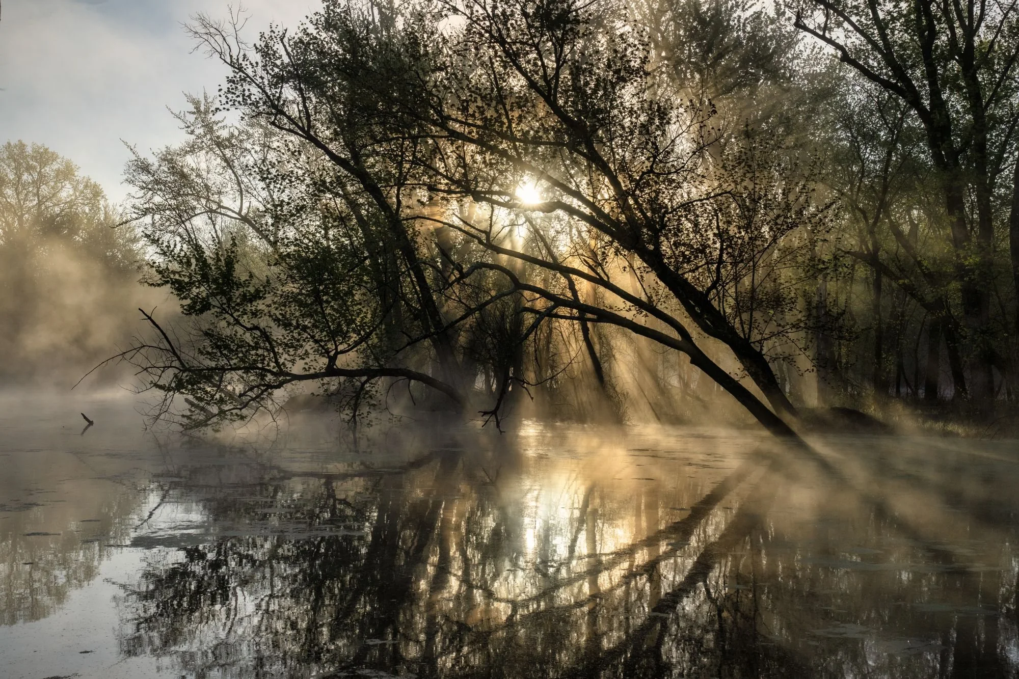Poranna mgła nad wodą