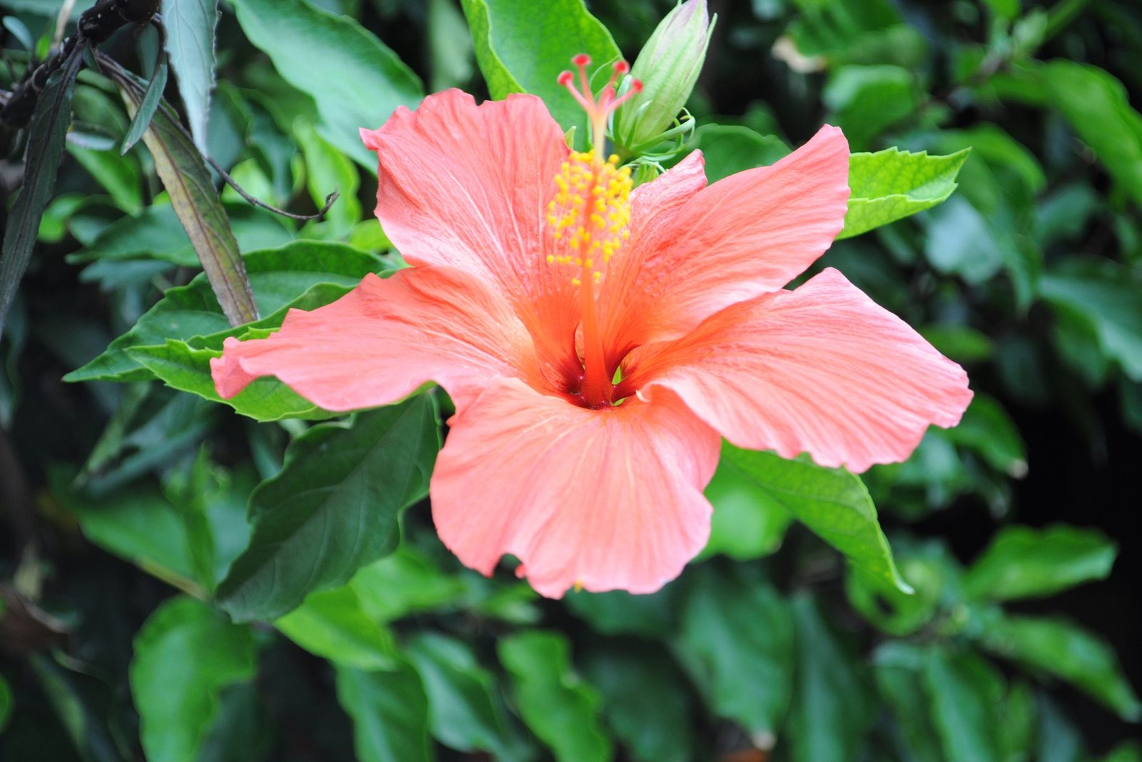 Kwiat hibiskusa