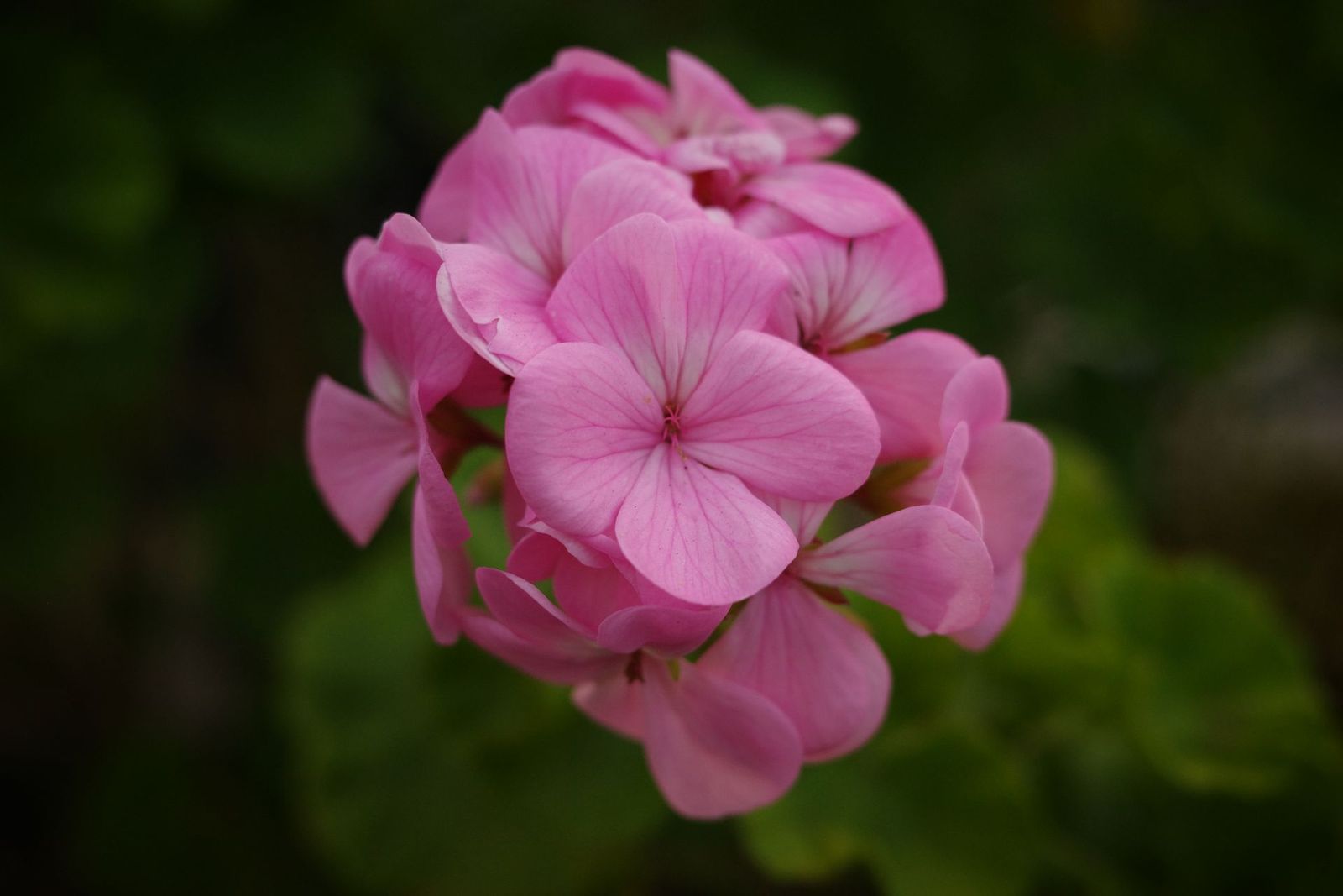 Różowa pelargonia
