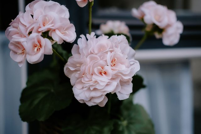 Kwitnąca pelargonia