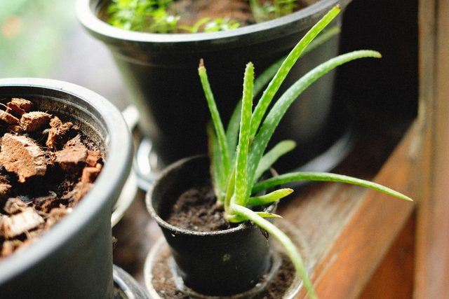 Aloes na parapecie w słońcu