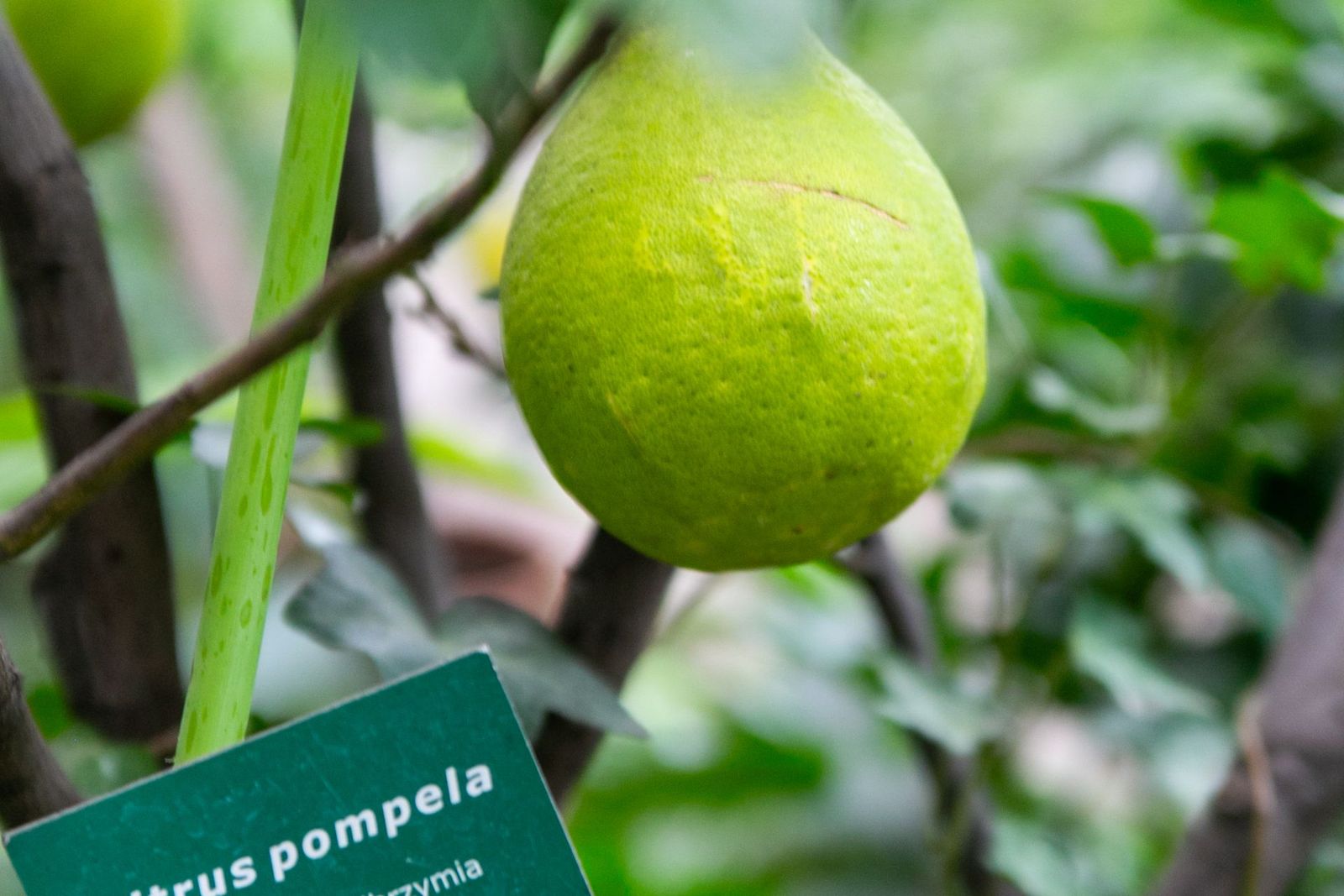 Zielony owoc pomelo na drzewie