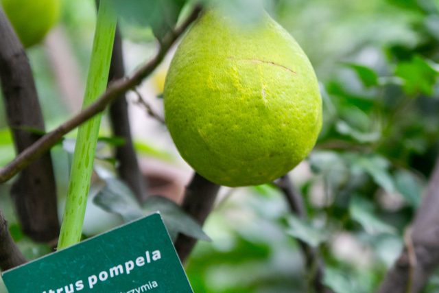 Zielony owoc pomelo na drzewie