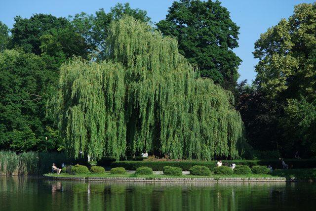 Wierzba nad wodą