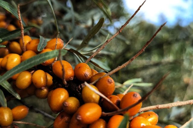 Pomarańczowe owoce rokitnika