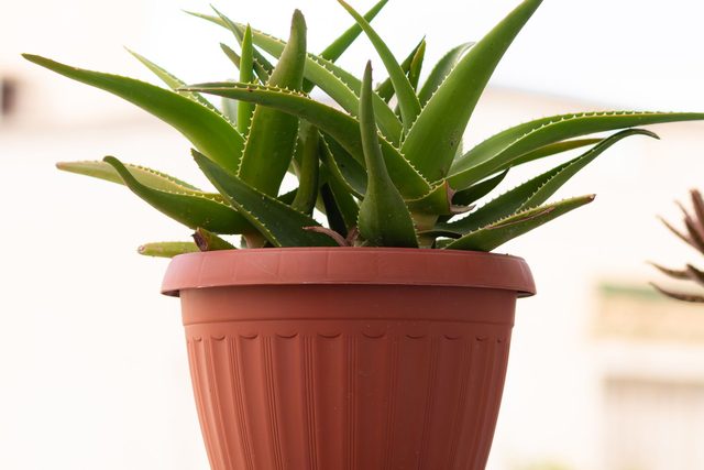 Aloes w doniczce