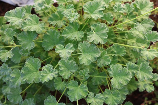 Liście pelargonii